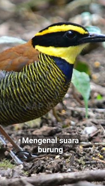 suara burung PAOK panca warna
