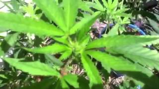 Miracle grow!grow day 22 of flower