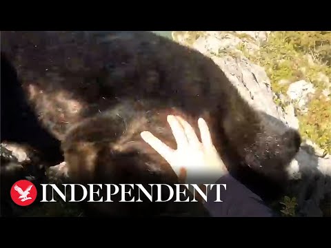 Chasing a Black Bear - The Trek