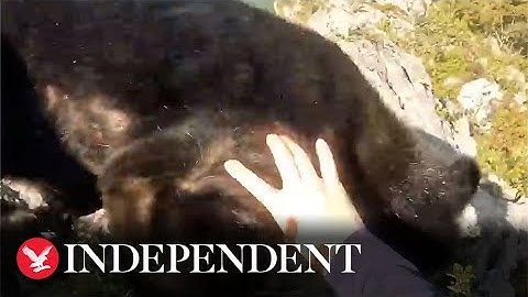 Watch moment rock climber fights off bear on mountain cliff edge