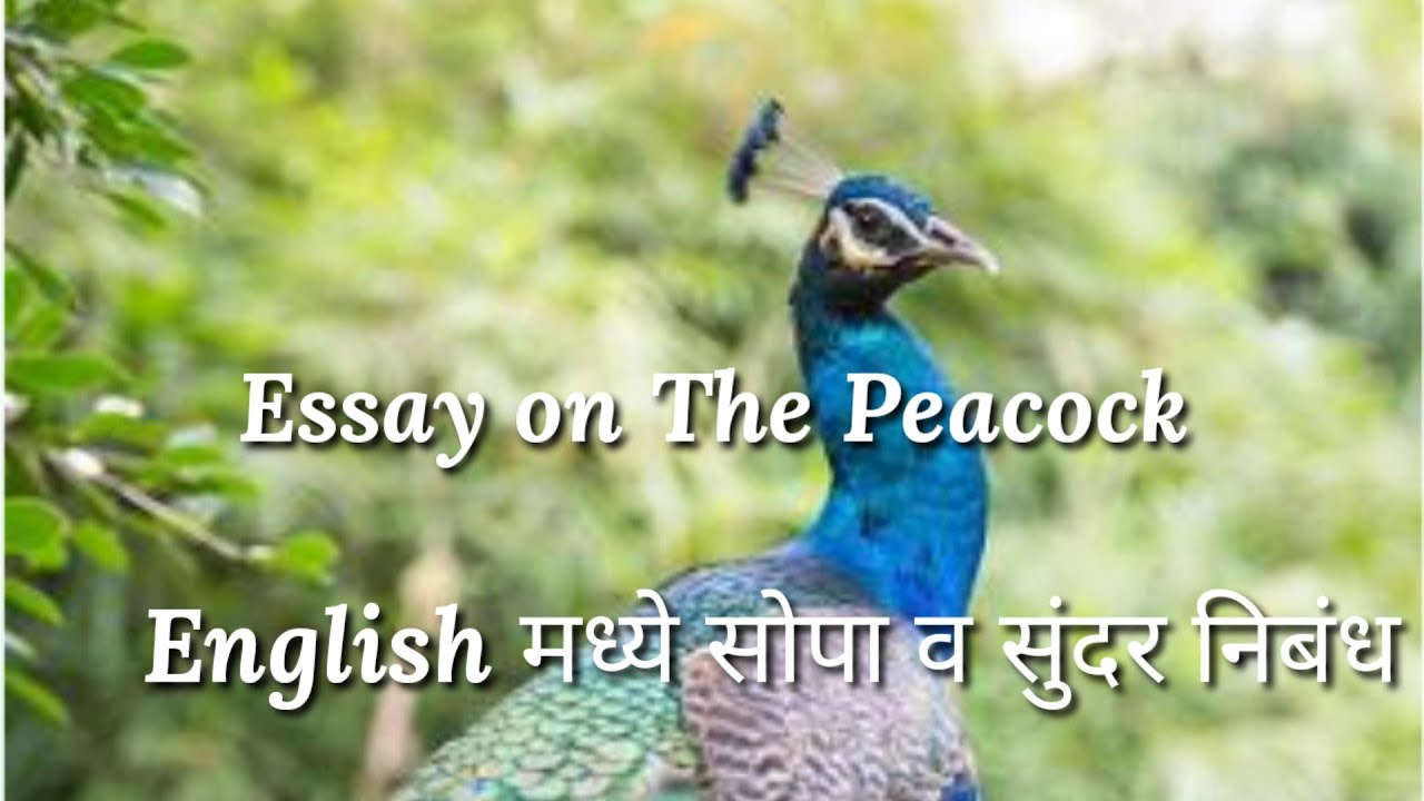 essay the peacock