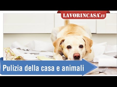 Pulizia della casa e animali