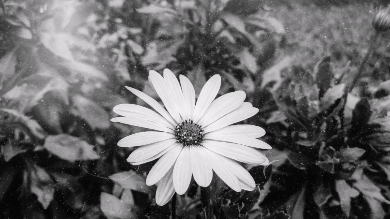 Vicious Circle of Love