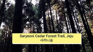 Saryeoni Cedar Forest Trail 사려니숲길