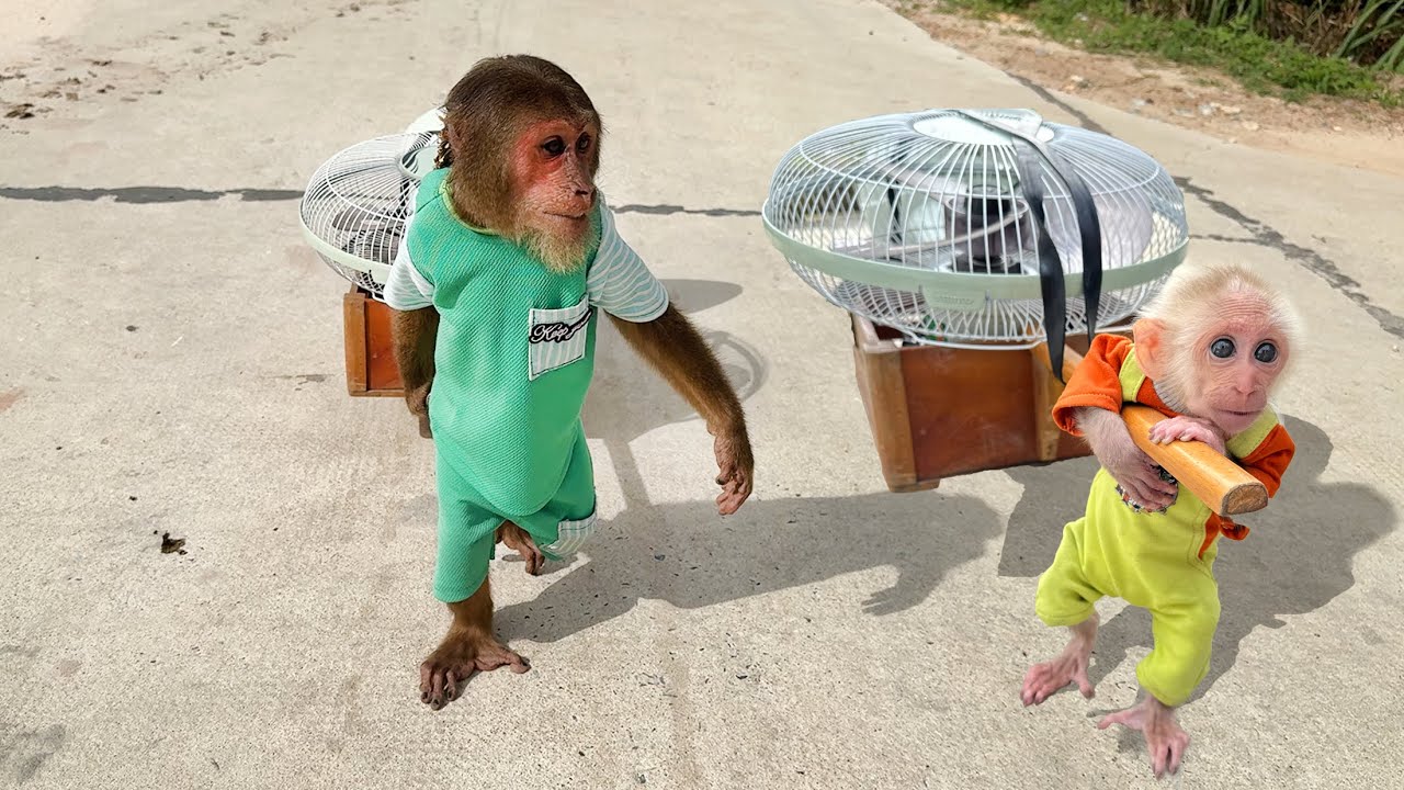 CUTIS take baby monkey secretly take all things in house to sell (Ep2)