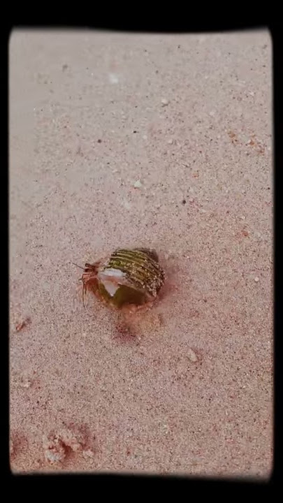 Download lagu Yadokari