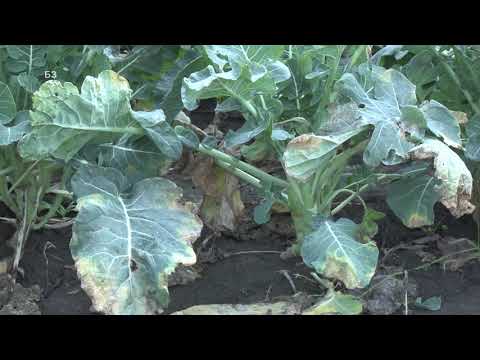 Video: Koristi Brokolija Za Zdravje
