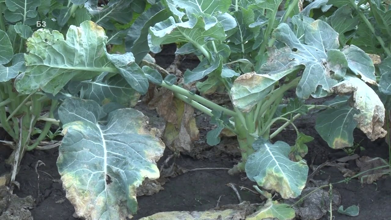 Dva hektara BROKOLIJA a NEMA NIJEDNE JEDINE PRAVE GLAVICE  - nauk ZA POVRTARE   ALI šta se desilo ?