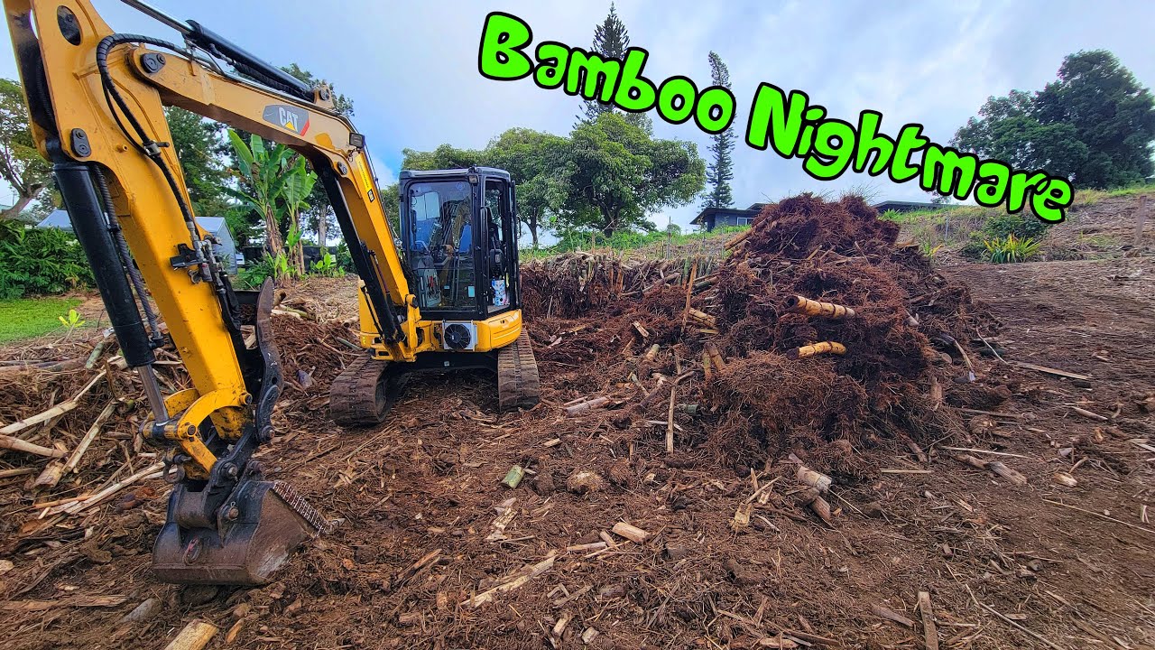 Bamboo Nightmare Root Removal.