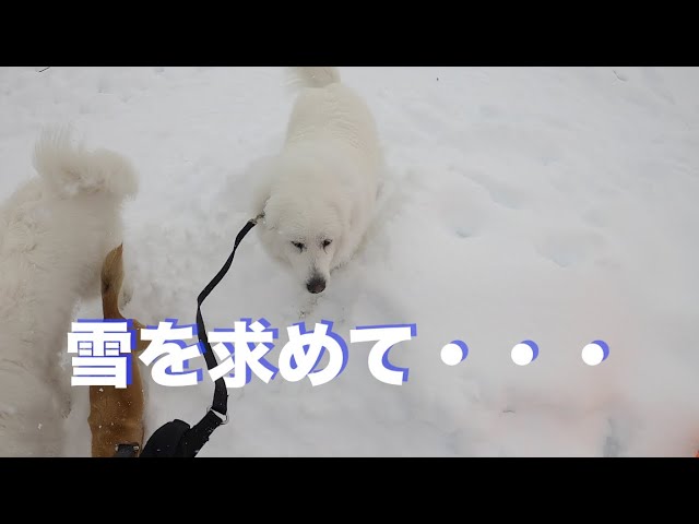 雪を求めてドライブ グレートピレニーズ