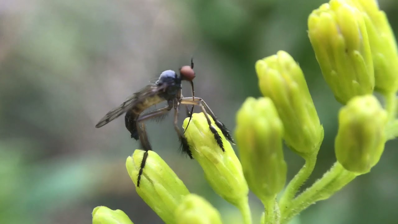 dance fly of some kind, maybe Empis clausa.