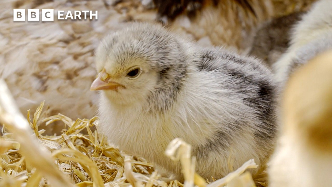 This Mother Hen Talks To Her Eggs – And They Chirp Back! | BBC Earth