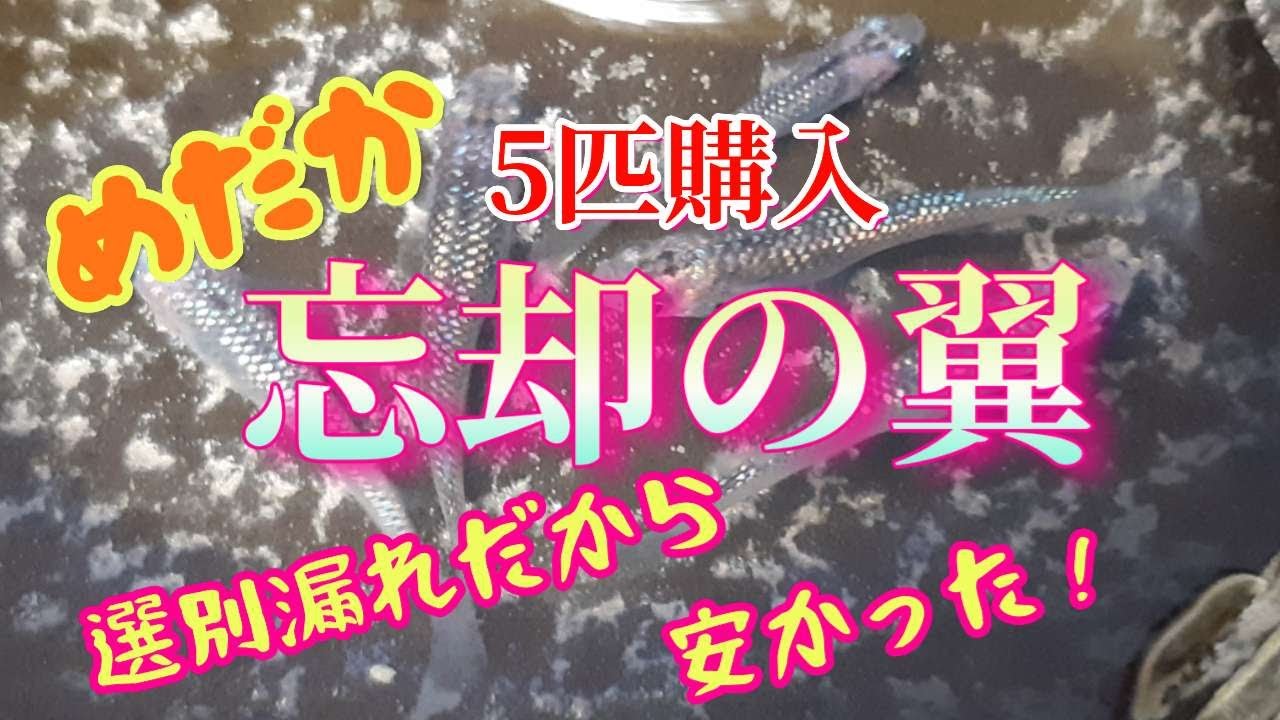 忘却の翼 選別漏れを購入 Youtube 忘却の翼 選別漏れを購入 Youtube