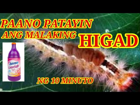 Video: Oleander Caterpillar Control Sa Mga Hardin - Paano Mapupuksa ang Mga Oleander Caterpillar