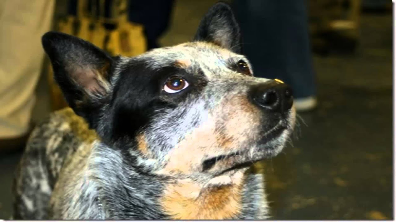 Resultado de imagen para pastor australiano que vivio 29 años