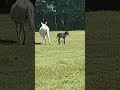 Neveradullmoment farmlife donkeylife donkeys donkeysofyoutube