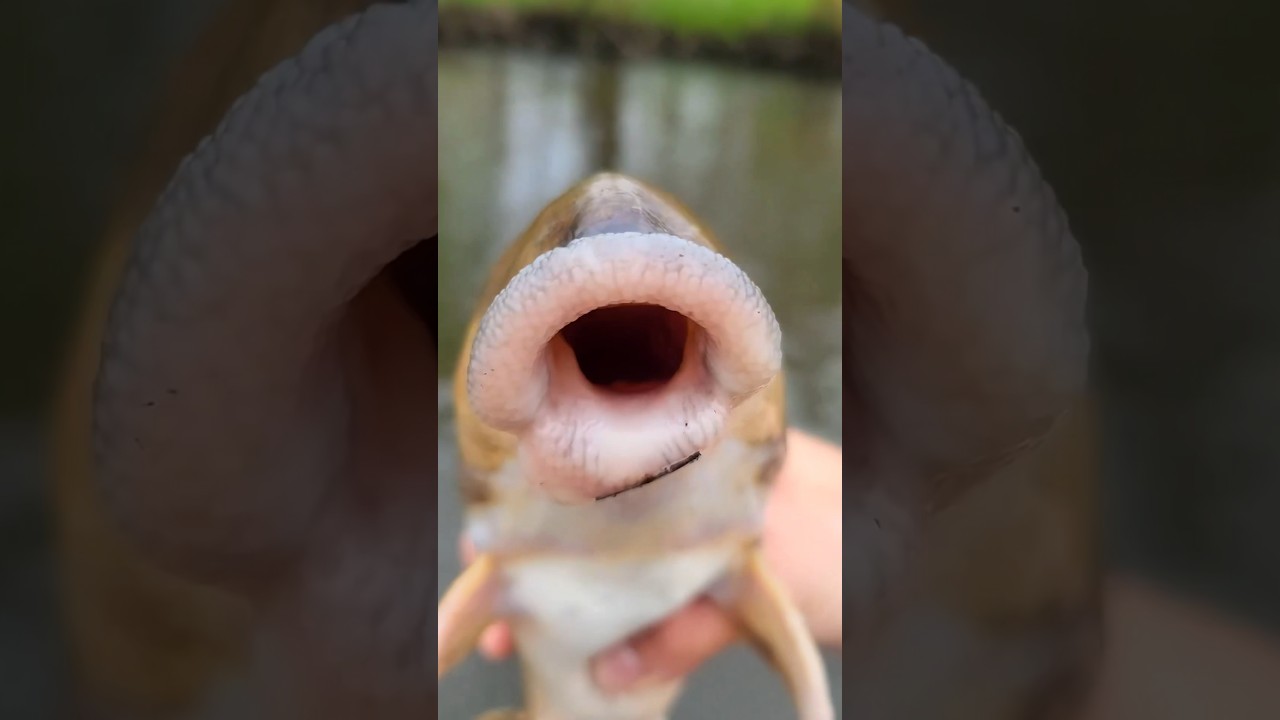 Down Bad Family: Garth