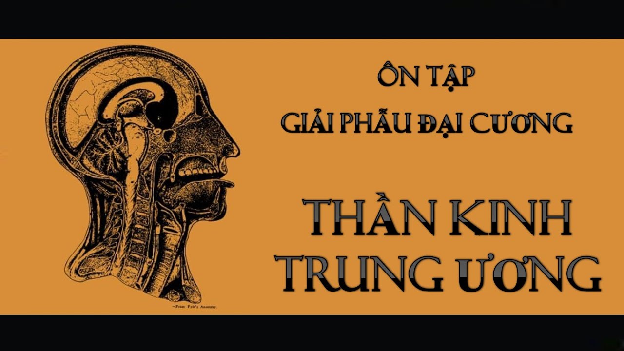 Ôn tập giải phẫu đại cương | Giải phẫu hệ thần kinh trung ương | Tập 2623 | DR YEL