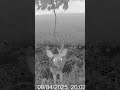 Everyone meet Earpeice! #trailcam #nature #deer #hunting #wildlife #scouting #deerseason #trailcam