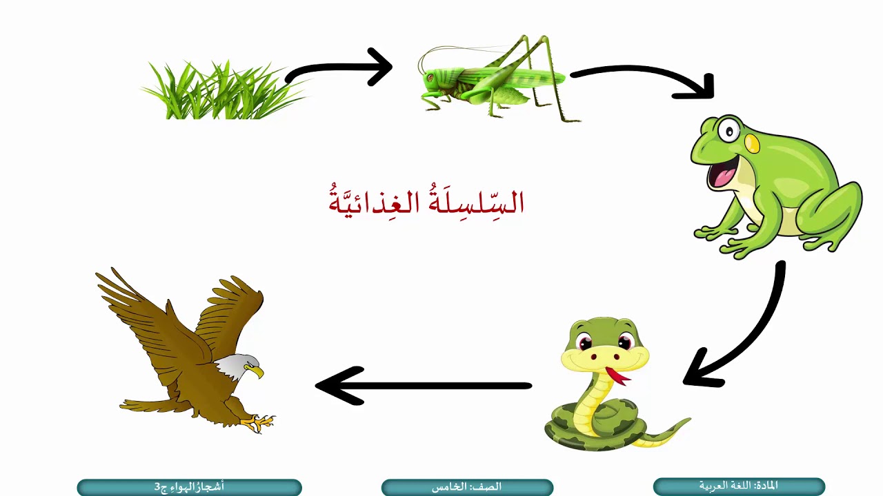 الصف الخامس   اللغة العربية   قصة أشجار الهواء  ج3