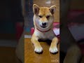 どんどん要求態度がデカくなってます🤭　#柴犬 #柴犬と暮らす #柴犬ライフ