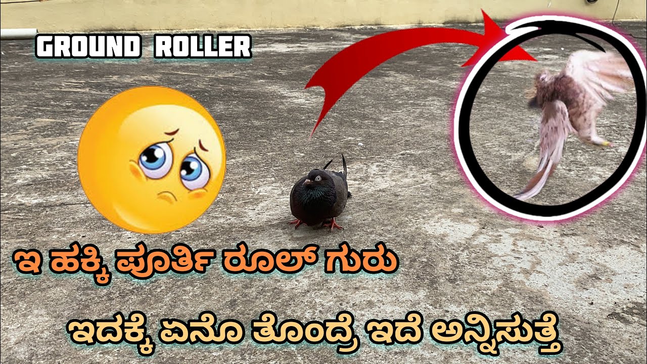 ಇದಕ್ಕೆ ಏನೊ ತೊಂದ್ರೆ ಇದೆ ಅನ್ನಿಸುತ್ತೆ ||Prince loft||ground rolling Pigeon ￼in loft 😮😬🕊️