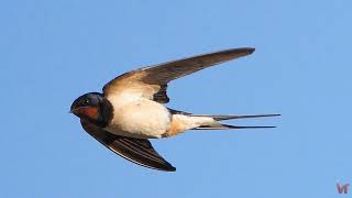 Ласточка- изящная птица дальнего полета