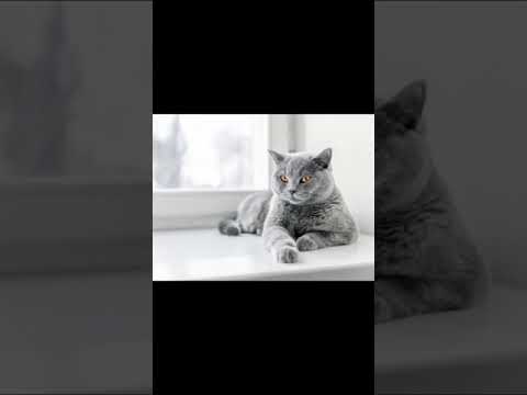Video: Deformita Hrudní Kosti U Koček