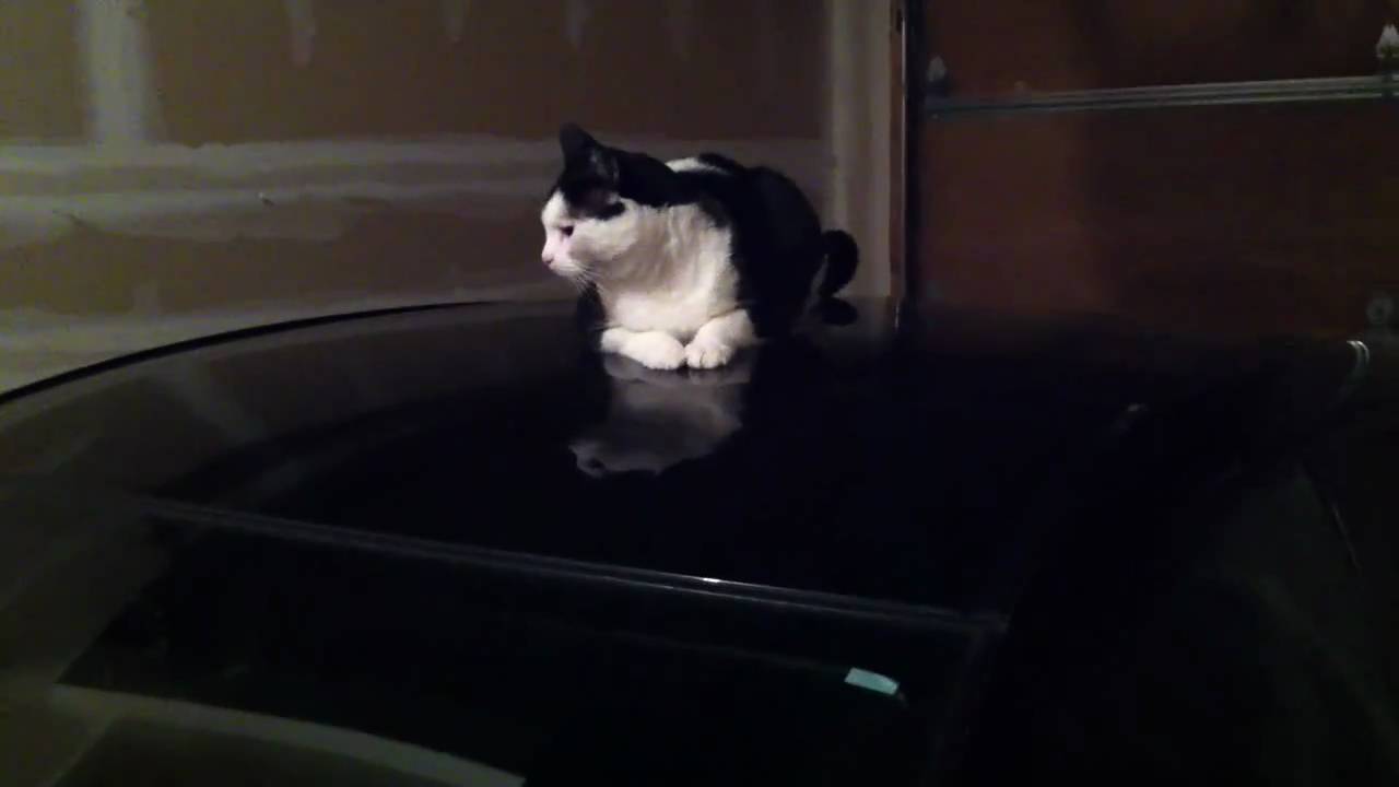 Where's Mannie? ;) kitty wells