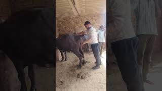 Buffalo AI Service at Village Farm
