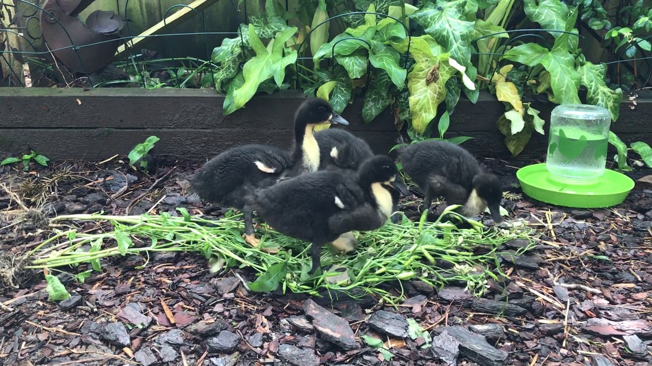 Another Day in the Life of the Ducklings. - YouTube