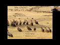 BOC Meeting - Vulture Conservation by Campbell Murn