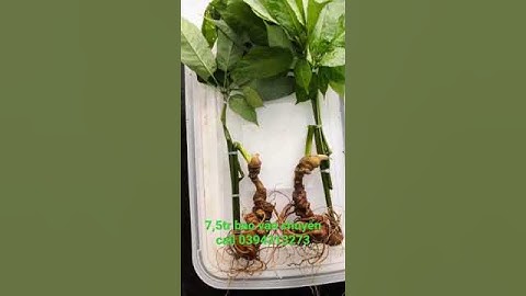 Cặp Sâm Ngọc Linh 200g siêu đẹp, giá nhẹ như bún7,5tr 0394313273