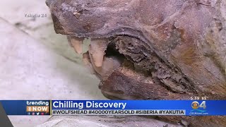 Trending: 40,000-Year-Old Wolf Head