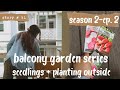  small space container vegetable gardening  balcony garden  update  planting seeds s2 part 2