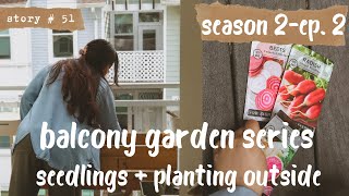 :  Small Space Container Vegetable Gardening | BALCONY GARDEN | Update + Planting Seeds S2 Part 2