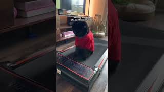 Oliver Takes His Routine Very Seriously