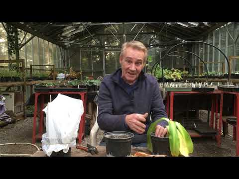 Video: Ananaslelieplanten overwinteren – Hoe zorg je voor ananasleliebollen in de winter
