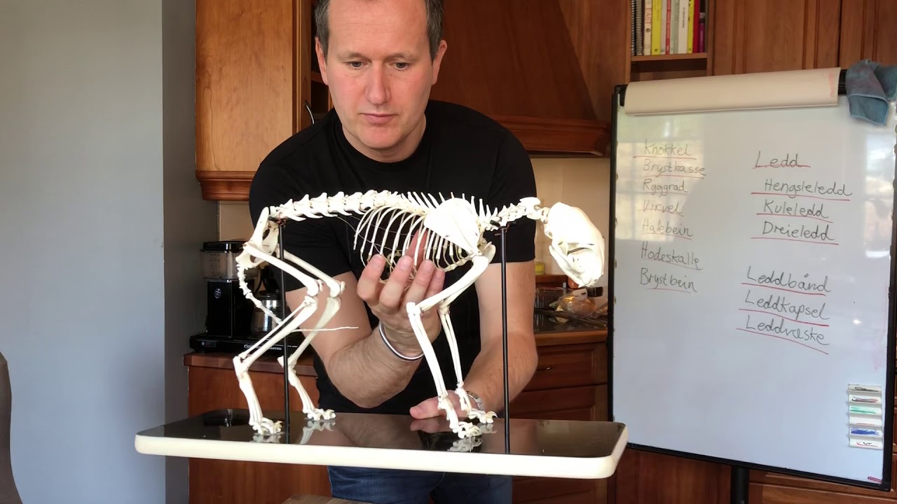 Skjelettet: Ulike typer ledd