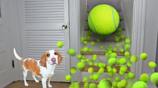 Puppy Gets Giant Tennis Ball Surprise: Cute Puppy Dog Indie Gets Epic Ball Pit w/Tennis Balls