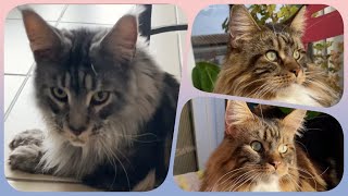 🌟🐾 Top 10 Week 5 - Maine Coon Showtime! Your Ranking of Shorts with Sherkan & Shippie! 🐾🌟 115 by Maine Coon Cats TV 420 views 3 months ago 2 minutes, 31 seconds