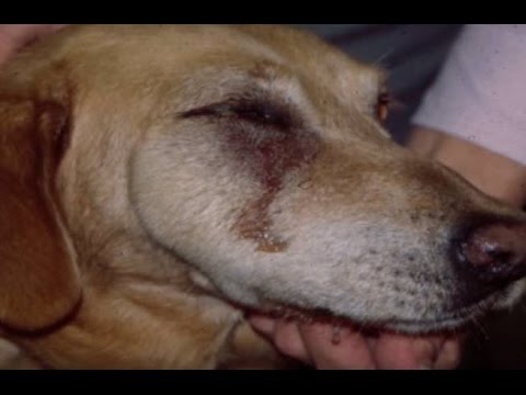 How A Dog S Carnassial Tooth May Cause Swelling Under The Eye