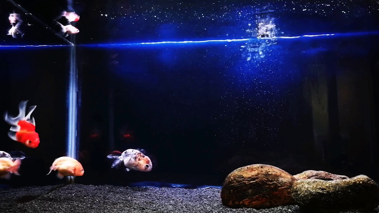Goldfish tank with dark substrate & blue background - YouTube