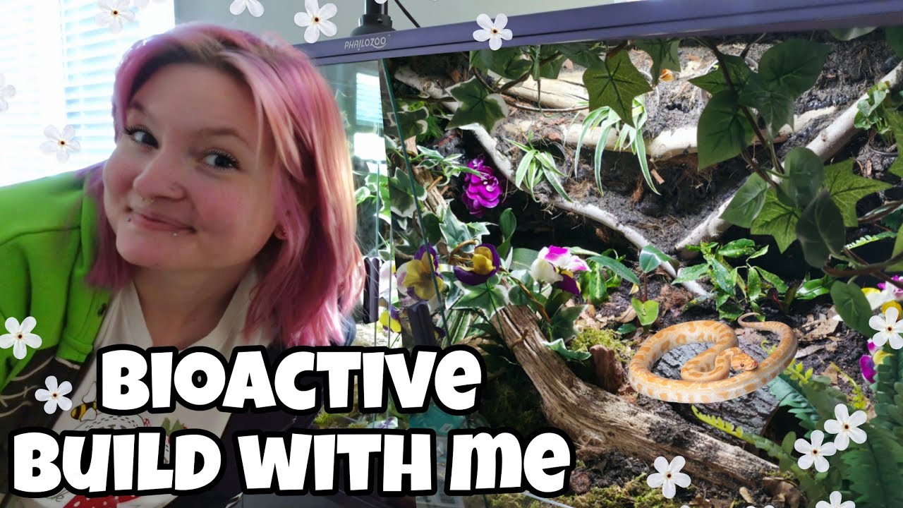building my first bioactive vivarium🌱🐍 | ball python | - YouTube