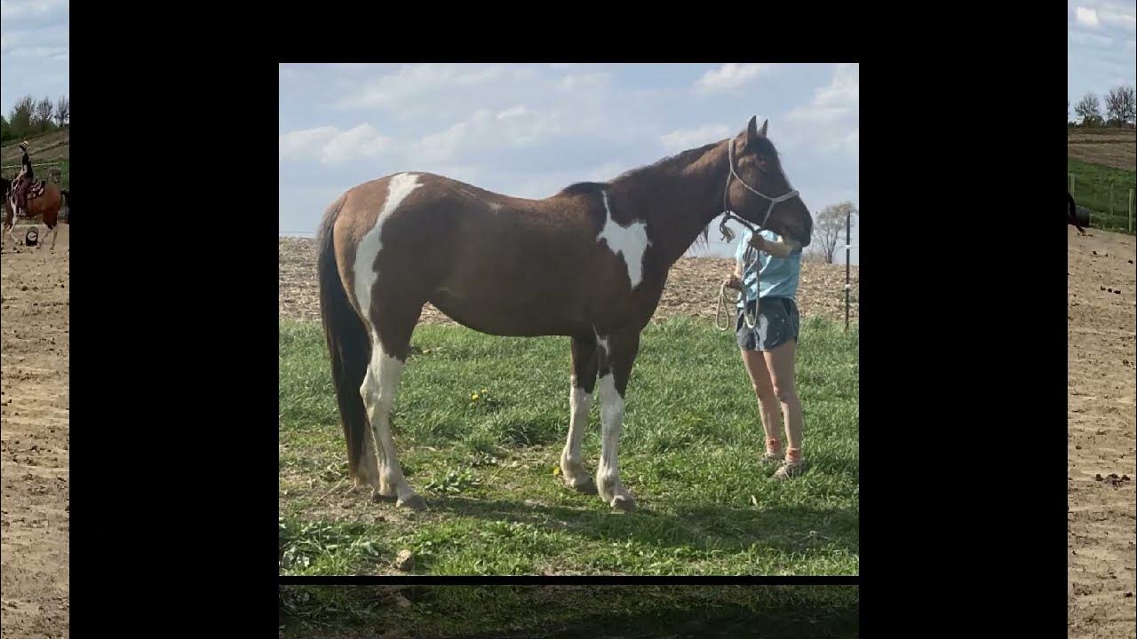 Reg. APHA Mare Sage Lazy Zippo Kalona Special Horse & Tack Sale