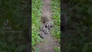 Erizos Bebés Camino A La Escuela Erizoo México