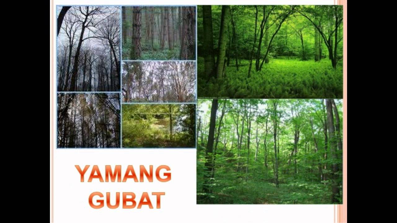 Yamang Gubat Sa Pilipinas