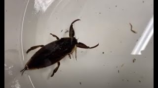 Ask the Aquarist: Waterbug
