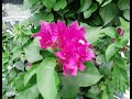 Bougainvillea Care Guide Paper Flower Plant Care Tips Bagan Bilash Flower Care