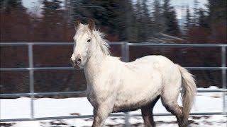 Atz Lee Faces His Fear of Horses Wealth